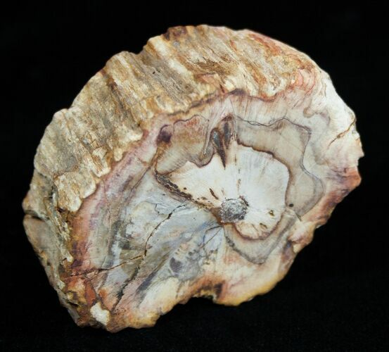 Petrified Wood - Limb Slice From Madagascar #1813